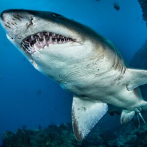 Scientists examine bloody mating wounds to reveal details of sharks’ secret sex lives