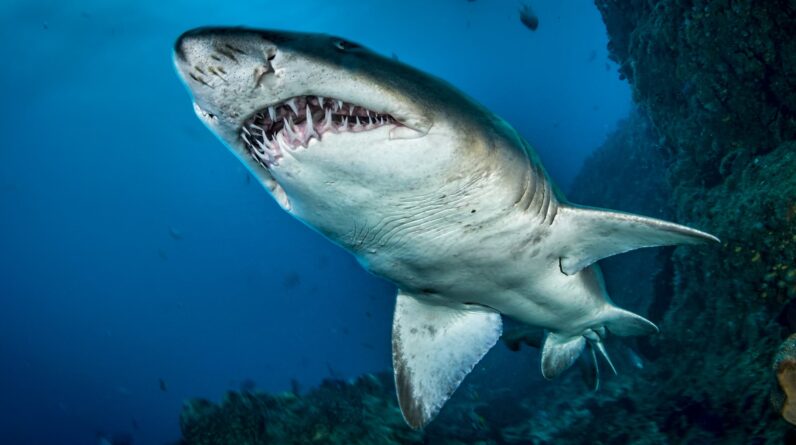 Scientists examine bloody mating wounds to reveal details of sharks’ secret sex lives