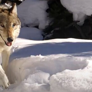 Yellowstone’s ‘queen of the wolves’ killed by rival pack after living to 11 years old and having 10 litters of pups