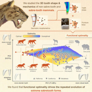 Study: Saber-Toothed Predators’ Teeth were Highly Effective at Puncturing Prey