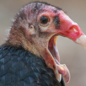 Turkey vulture: The bird that vomits acid up to 10 feet and poops antiseptic onto its legs