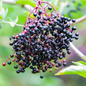 Study: Anthocyanin-Dense Elderberry Juice May Be Potent Tool for Weight Management