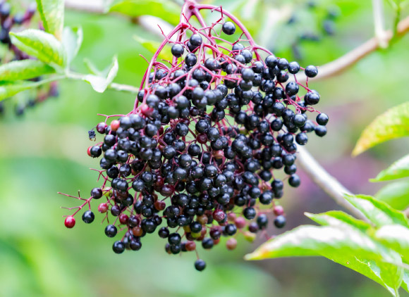 Study: Anthocyanin-Dense Elderberry Juice May Be Potent Tool for Weight Management