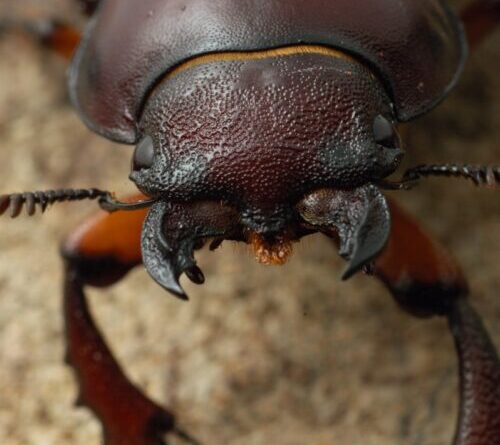 Up close and personal with the stag beetle in A Real Bug’s Life S2