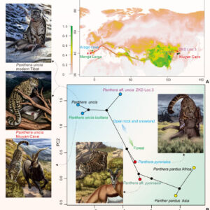 Snow Leopards Dispersed Out of Tibetan Plateau Multiple Times, Researchers Say