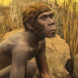 Homo erectus Thrived in Steppe-Desert Landscapes One Million Years Ago, New Study Suggests