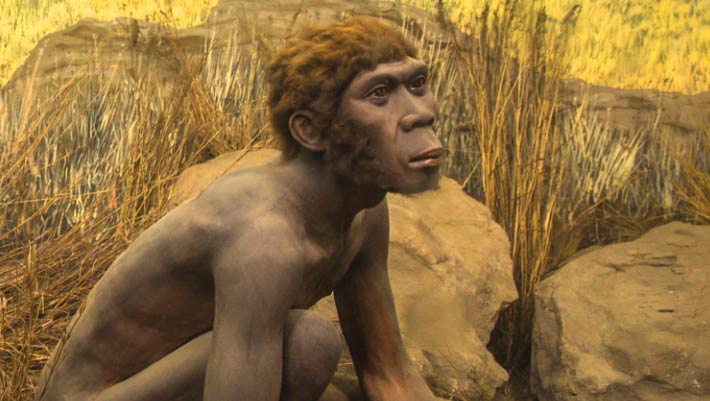 Homo erectus Thrived in Steppe-Desert Landscapes One Million Years Ago, New Study Suggests