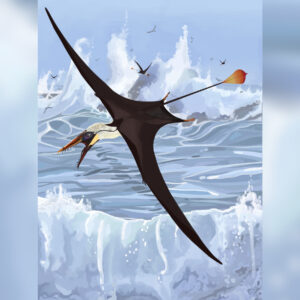 ‘Sexy’ pterosaur tail should have been nightmare for flying. How did it work?