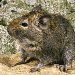 Common degu: Oversized hamsters with societies governed by pee