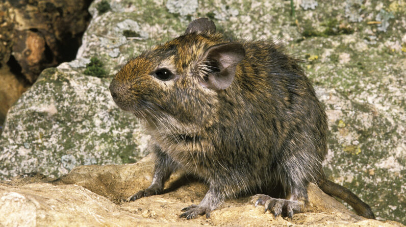 Common degu: Oversized hamsters with societies governed by pee