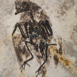 Fossil of Tiny Enantiornithine Bird Unearthed in China