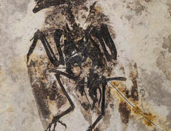 Fossil of Tiny Enantiornithine Bird Unearthed in China