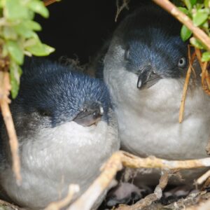 Cheating little penguins are big on divorce, and other breeding secrets revealed