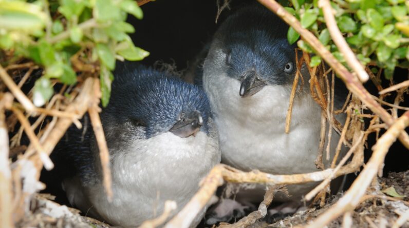 Cheating little penguins are big on divorce, and other breeding secrets revealed