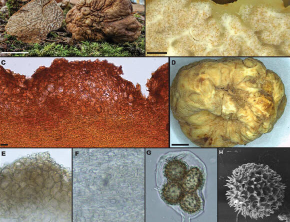 Two New Edible Truffle Species Discovered in Eastern North America