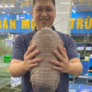 New Species of Giant Isopod Discovered in South China Sea