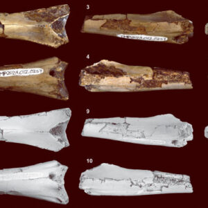 76-Million-Year-Old Pterosaur Bone with Crocodilian Bite Found in Canada