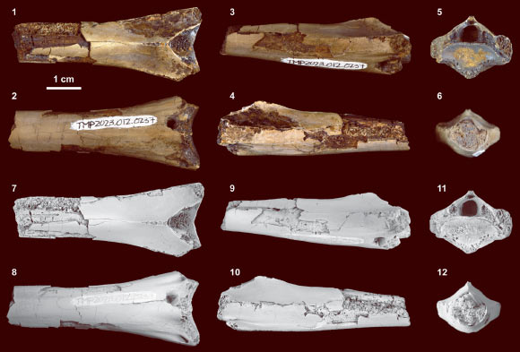 76-Million-Year-Old Pterosaur Bone with Crocodilian Bite Found in Canada