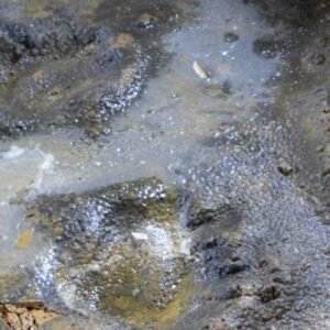 Pleistocene Cave Bear Footprints Discovered in Spain