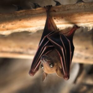 Why do bats hang upside down to sleep?