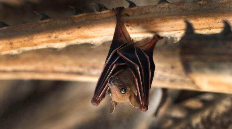 Why do bats hang upside down to sleep?