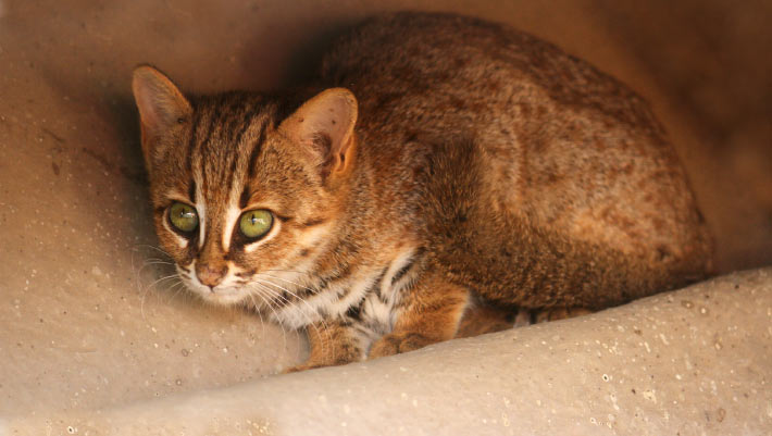 Small Cat Species Lived alongside Early Humans in China