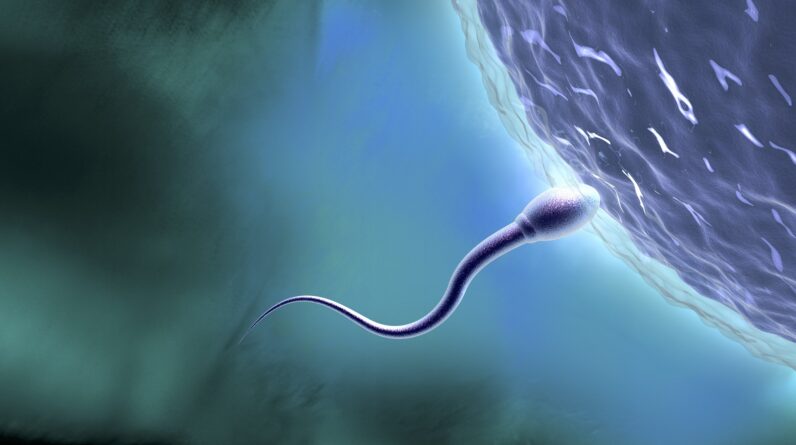 Sperm cells carry traces of childhood stress, epigenetic study finds