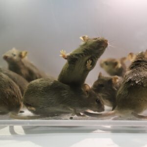 Chinese scientists created mice with 2 dads — and they survived to adulthood