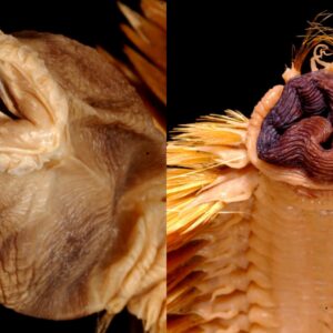 Antarctic scale worm: The glitzy frilly horror show with giant protruding jaws that look like Alien’s xenomorph