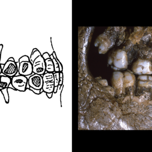 Ice age Europeans as young as 10 years old rocked cheek piercings 30,000 years ago