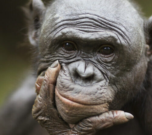 Bonobos recognize when humans are ignorant, try to help