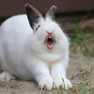 Rabbits may have a surprising source of calcium — eating their own teeth