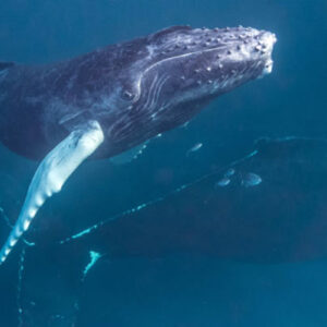 Songs of Humpback Whales Show Human Language-Like Statistical Structure