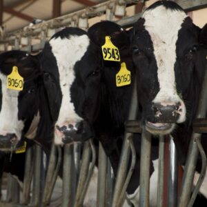 2nd form of bird flu detected in US cows