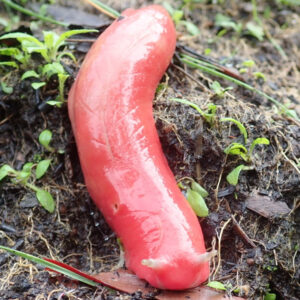 Mount Kaputar pink slug: The giant hot-pink mollusk found only on a single, extinct volcano