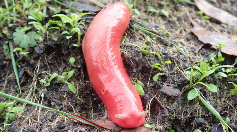 Mount Kaputar pink slug: The giant hot-pink mollusk found only on a single, extinct volcano