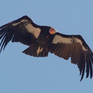 Return of the California Condor