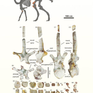 New Duck-Billed Dinosaur Unearthed in China