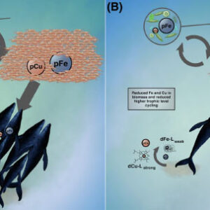 Trace Metals and Other Nutrients from Whale Feces Fertilized Ancient Oceans, New Study Confirms