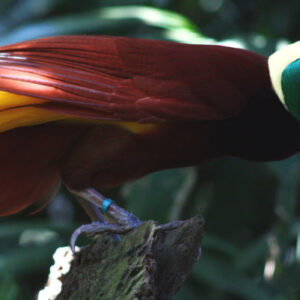 82% Species of Birds-of-Paradise are Biofluorescent, New Study Shows