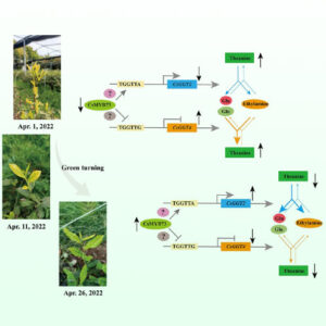 New Study Provides Insights into Theanine Metabolism in Tea Plants