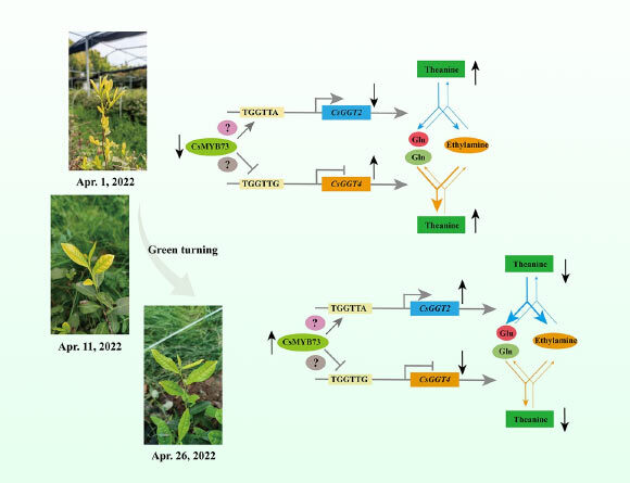 New Study Provides Insights into Theanine Metabolism in Tea Plants