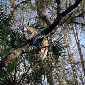 Giant Florida panther captured by wildlife officials is heaviest on record