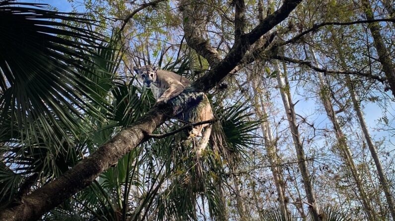 Giant Florida panther captured by wildlife officials is heaviest on record