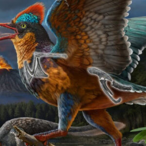 New Fossils from China Fill Gap in Early Evolutionary History of Birds