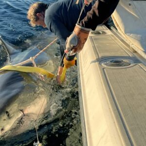 Watch record-breaking great white shark get tagged and released off East Coast