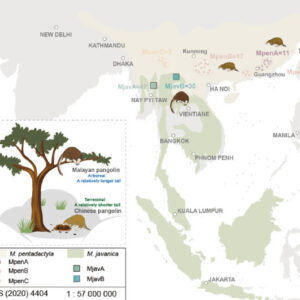 Scientists Sequence Genomes of Chinese and Malayan Pangolins