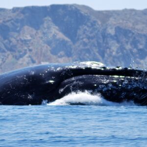 ‘I thought I was dead’: Terrifying video of humpback whale gobbling up kayaker explained