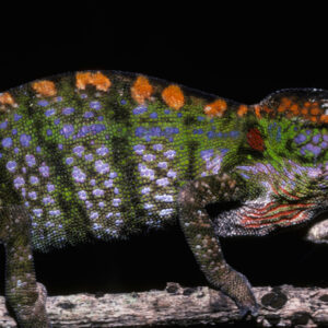 Labord’s chameleon: The color-changing lizard that drops dead in 4 months