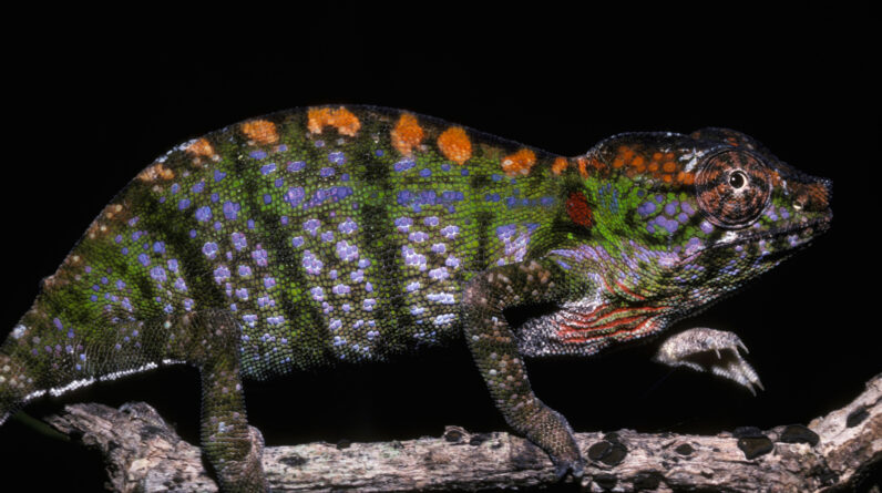 Labord’s chameleon: The color-changing lizard that drops dead in 4 months